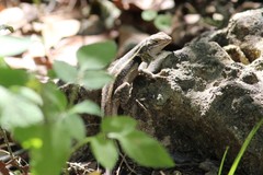 Sceloporus variabilis marmoratus