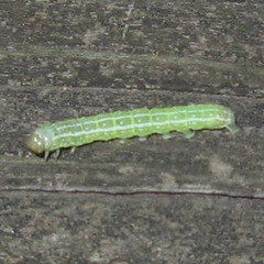 Xylenini