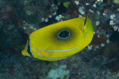Chaetodon bennetti