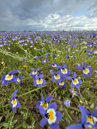 Flatface Calicoflower