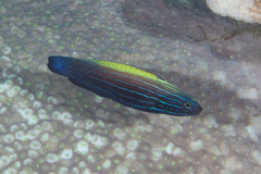 Labropsis xanthonota