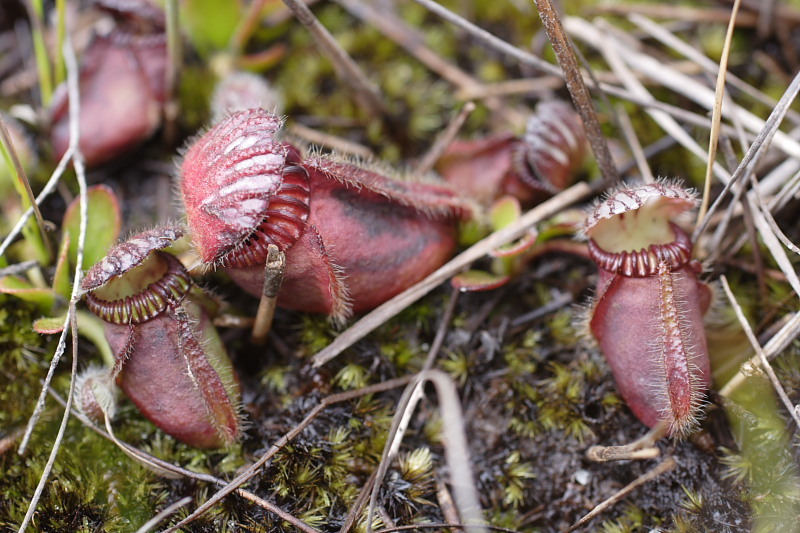 Albany pitcher plants (Genus Cephalotus) · iNaturalist
