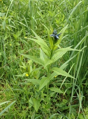 Amsonia tabernaemontana