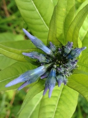 Amsonia tabernaemontana