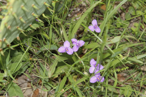 Edwards Plateau Spiderwort (Tradescantia pedicellata)