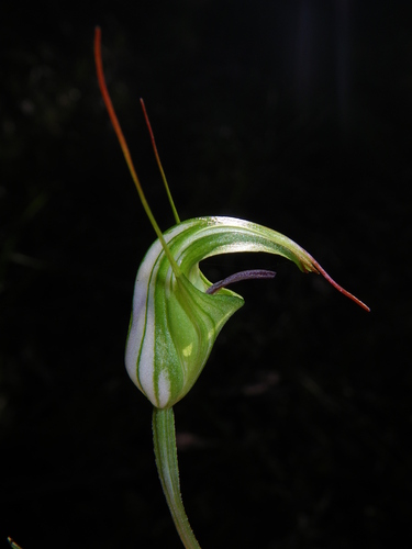 Metcalfe's Greenhood (Pterostylis metcalfei)