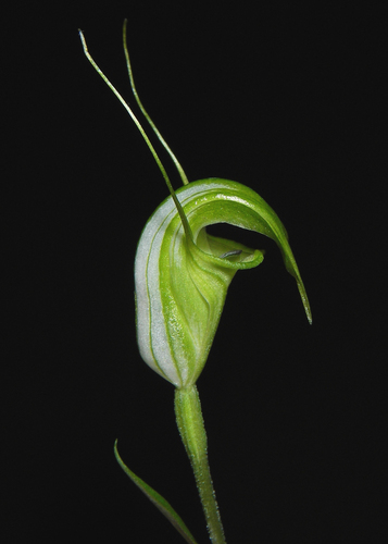Pterostylis obtusa, photograph 4