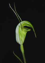 Pterostylis obtusa, photograph (c) Lachlan Copeland, some rights reserved (CC BY-SA)