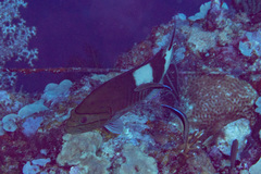 Gracila albomarginata