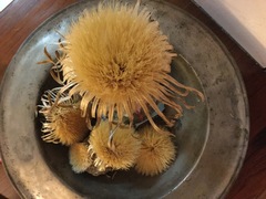 Carlina acanthifolia