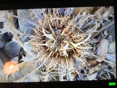 Carlina acanthifolia