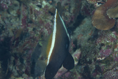 Heniochus varius