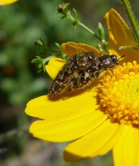 Acmaeodera