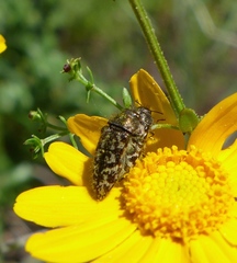 Acmaeodera