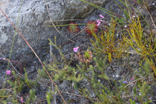 Image of Drosera xerophila by (c) Tony Rebelo, some rights reserved (CC BY-SA)