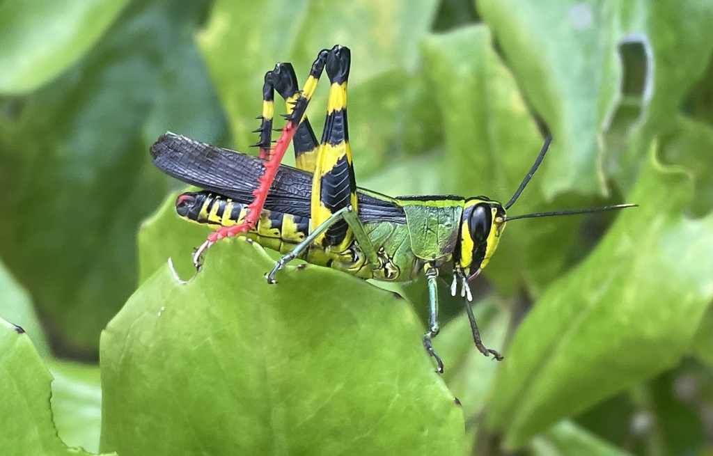 Heteracris concinnicrus
