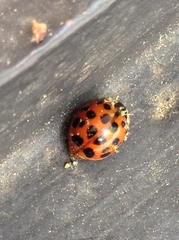 Hesperomyces virescens