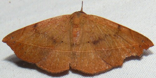 Variable Metallata Moth photo 3