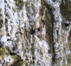 Nemastoma bimaculatum
