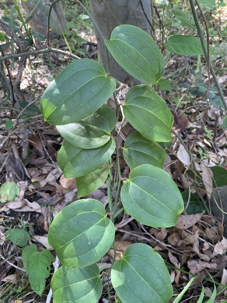 Austral Sarsaparilla from Glenrock State Conservation Area, Whitebridge ...