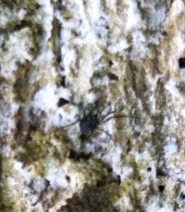 Nemastoma bimaculatum
