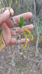 Piptadenia obliqua