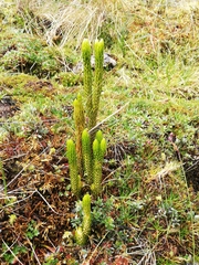 Phlegmariurus stephani