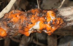 Fusicolla merismoides