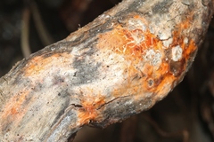 Fusicolla merismoides