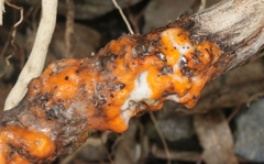 Fusicolla merismoides