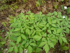 Anemonopsis macrophylla