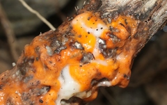 Fusicolla merismoides