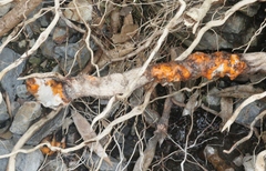 Fusicolla merismoides