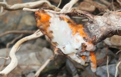 Fusicolla merismoides