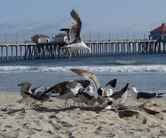 Larus occidentalis