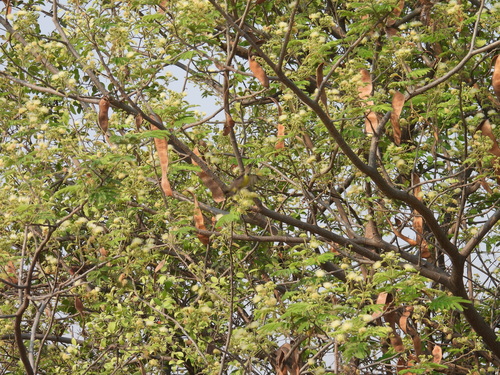 Image of Albizia amara by (c) Surabhi Srivastava, some rights reserved (CC BY)