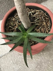 Aloe vera