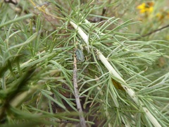 Trirhabda sericotrachyla