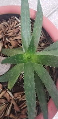 Aloe