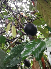 Theobroma subincanum