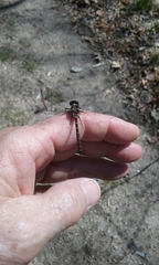 Williamsonia lintneri