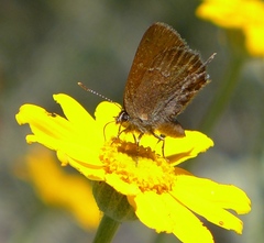 Callophrys muiri