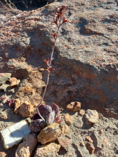 Image of Adromischus maculatus by (c) Christiaan Viljoen, some rights reserved (CC BY)