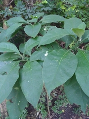 Solanum granulosoleprosum