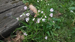 Claytonia virginica