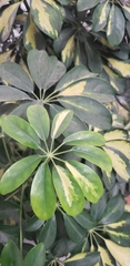 Araliaceae