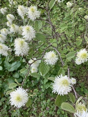 Fothergilla