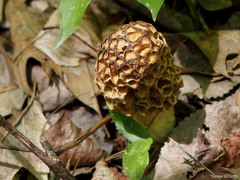 Morchella