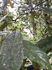 Theobroma subincanum