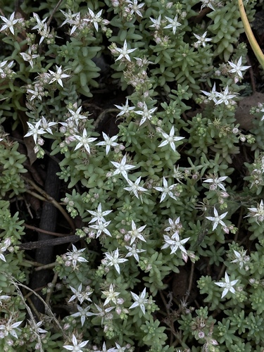Sedum potosinum